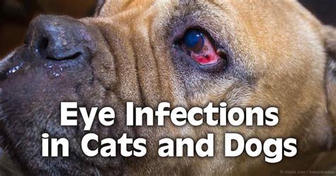 cat eye infection home remedy