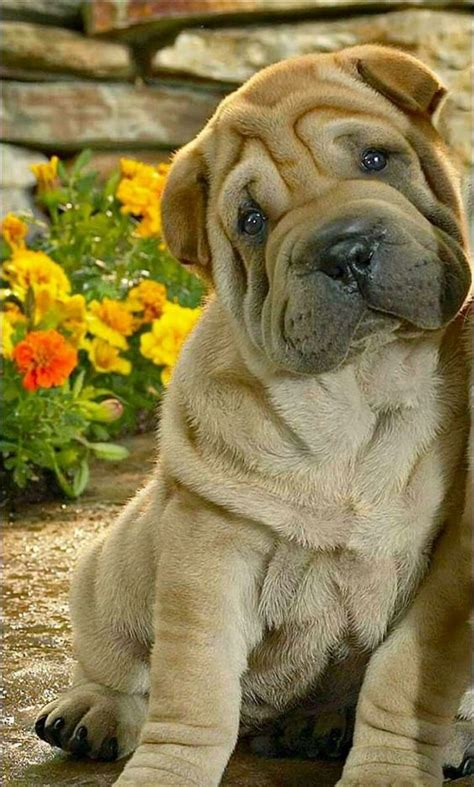 14 Friendly Facts About The Shar Pei Petpress