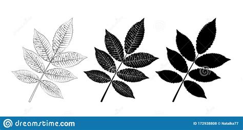 Vector Set Of Ash Leaves Outline And Silhouette Vector Icon Stock