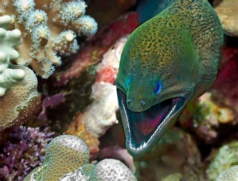 The maritime world inhabited by predatory fish called moray. Moray Eel - Fishes World - HD Images & Free Photos