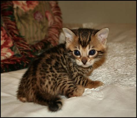 Bengal Kittens Oklahoma