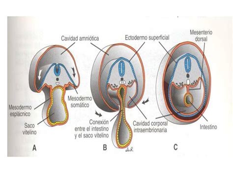 Embriologia Humana Membranas Serosas