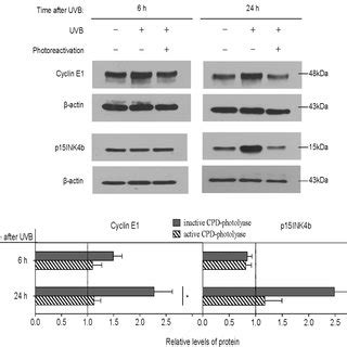A new technique called differential mrna display has been recently established and used to identify differences in subsets of mrna. Katalin Karikó | PhD