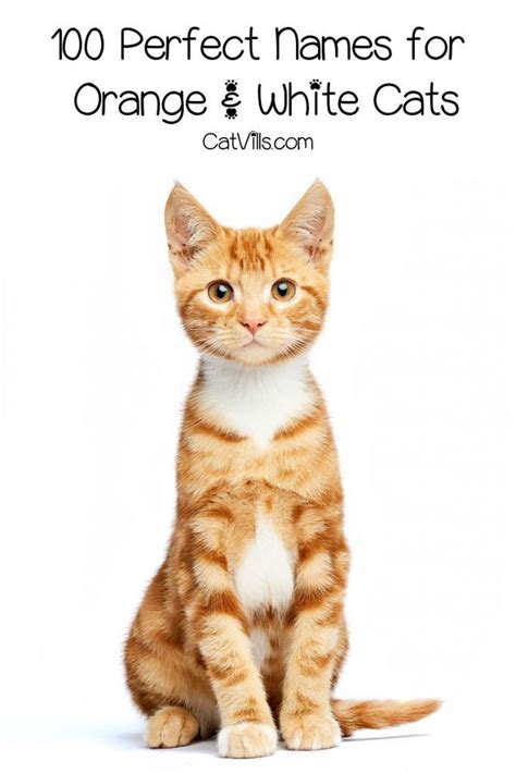 Cuisine Names For Cats Cat Meme Stock Pictures And Photos