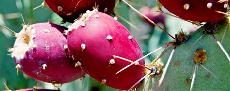 Nopal cactus and antioxidant properties. Amazing Benefits of Nopal Cactus | Value Food
