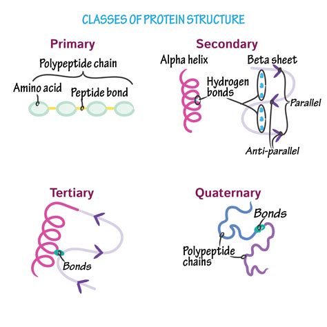 Learn about the different types, primary, secondary, tertiary, and quaternary. Biochemistry Glossary: Protein Structure - an Overview of ...