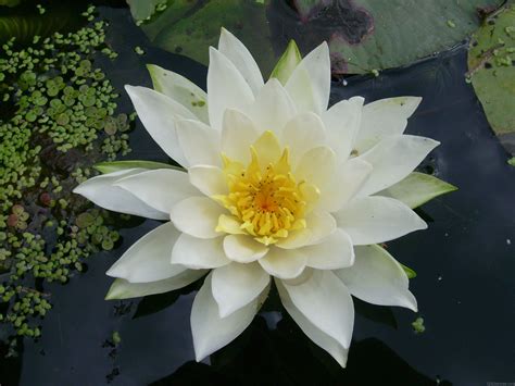National Flower Of Guyana Water Lily Lily Flower Trees To Plant