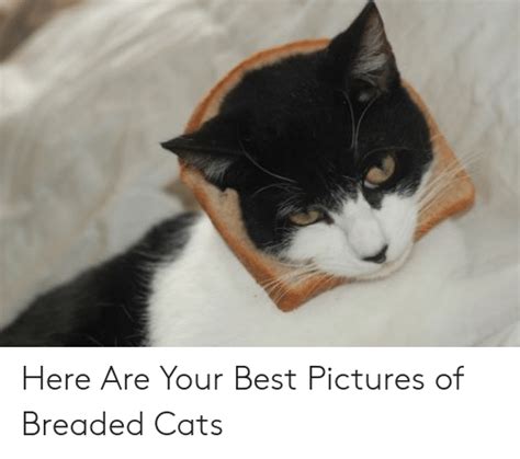 Here Are Your Best Pictures Of Breaded Cats Cats Meme On Meme