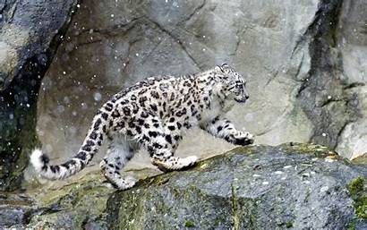 Snow Leopard Wallpapers Background Backgrounds Animal Desktop