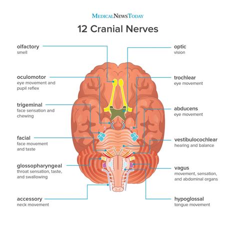 what are the 12 cranial nerves functions and diagram