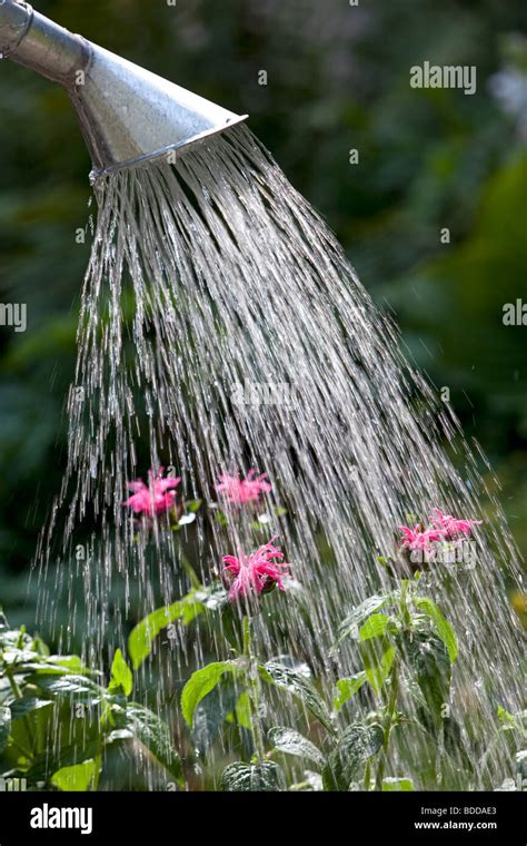 Pouring Water With A Watering Can In The Garden Stock Photo Alamy