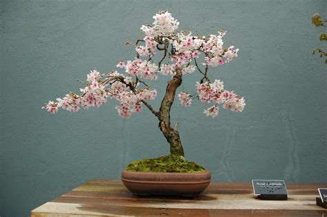 Sakura O Cerezo Japones 10 Semillas Bonsai Ornamental 10000 En