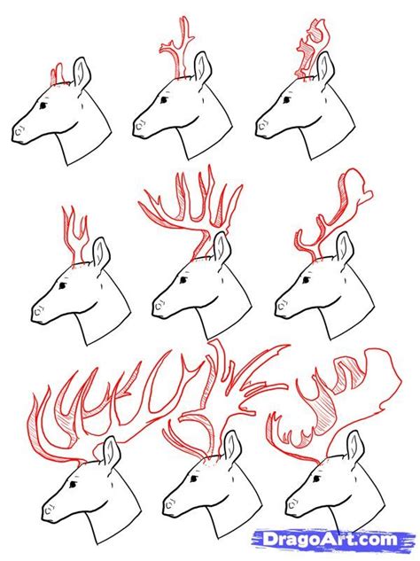How To Draw Deer Drawing Deer Step By Step Drawing Guide By
