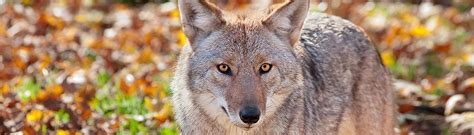 Coyotes, pets and community cats. Large Predator Control | Commercial & Residential Wildlife ...