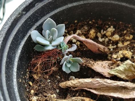 How To Propagate Succulents Step By Step Succulents