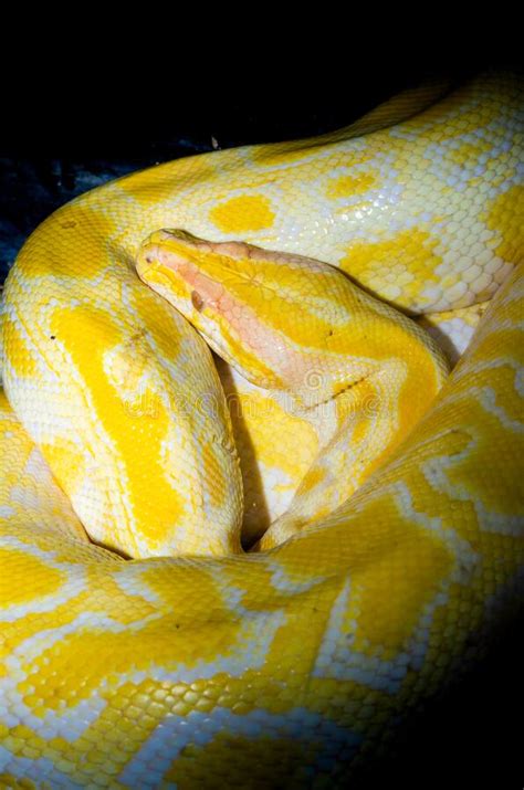 Golden Thai Python Or Python Molurus Bivittatus Stock Photo Image Of