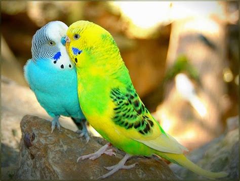 أجمل قبلات الحب بين الطيور 38 صورة