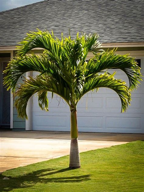 Christmas Palm Tree Indoor Palm Trees Palm Trees Landscaping