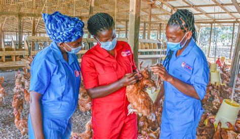 Women Entrepreneurs Support Other Women In Ghanas Poultry Sector