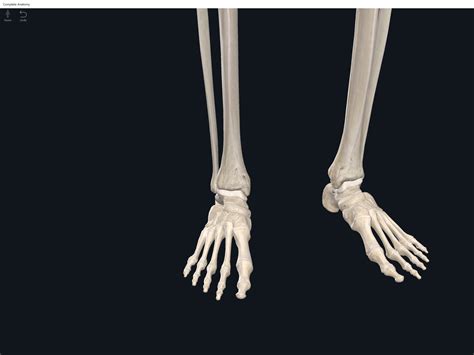 Bones Foot And Ankle Anatomy And Physiology
