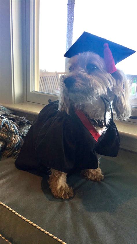 Dog Graduation Cap And Gown Therapy Dog Graduation Cap Etsy