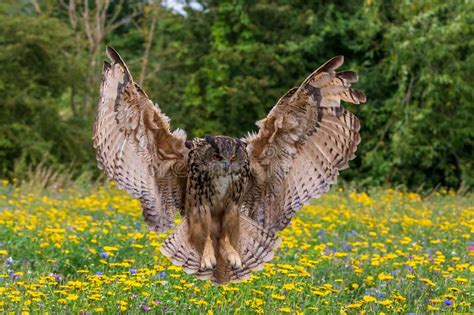 Eagle Owl Bubo Bubo Stock Photo Image Of Color Carnivore 149722372