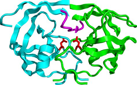 Proteolytic enzymes or proteases are a vast class of enzyme that digest protein. Discovery and development of HIV-protease inhibitors ...