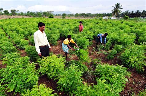 Dangs Declared Gujarats 100 Organic Farming District Times Of India