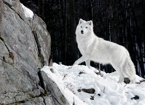 White Wolf Wallpapers Wallpaper Cave