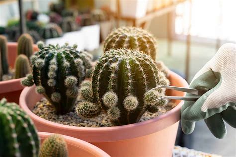 Learn How To Propagate Cacti Gardeners Path