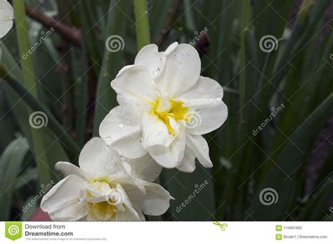 Very Nice Colorful Spring Flowers In The Sunshine Stock Photo Image