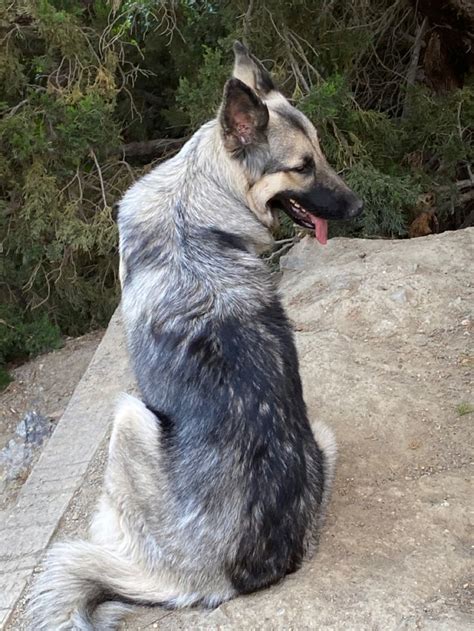 Pin By Putnam Pack On Just Liesl Our Silver Sable Shiloh Shepherd