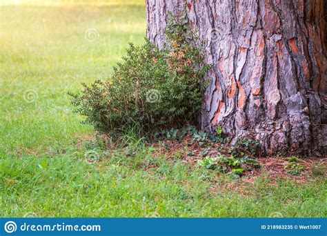 The Base Of The Trunk Of An Old Pine Tree In Park Stock Image Image