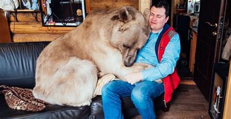 orphaned cub rescued by russian couple but they never expected 300 pound bear to become part of