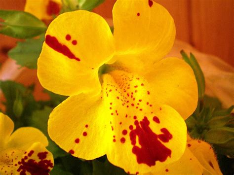 Flor De Bach Mimulus Mimulo 20