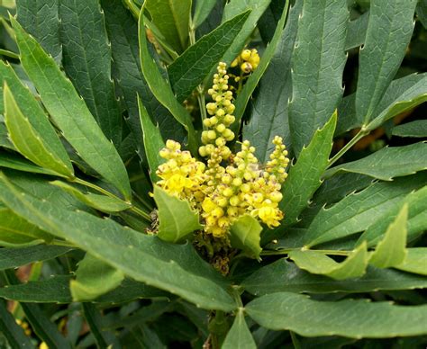 Mahonia Fortunei Ufifas Assessment University Of Florida