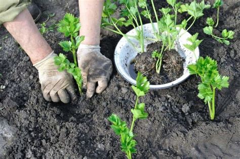 How to Grow Celery in Your Organic Garden - Growfully