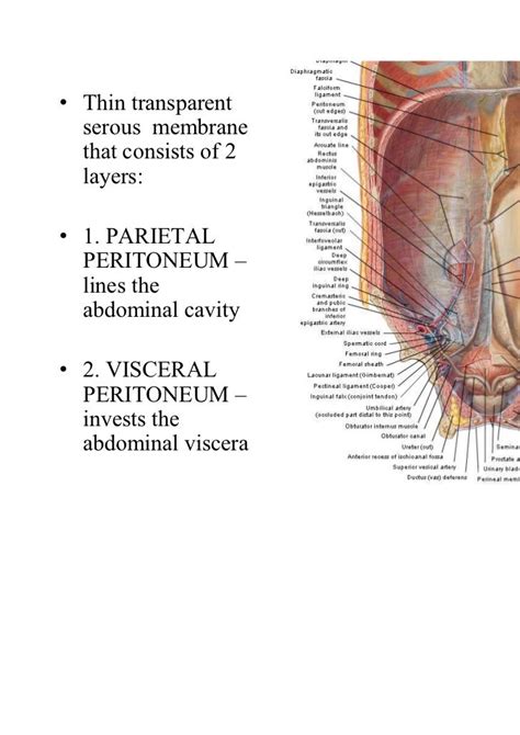 Peritoneum And Peritoneal Cavity