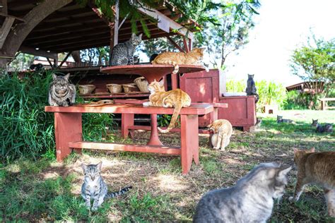 One Hawaii Womans Quest To Save The Feral Cats Of Lanai At The Lanai