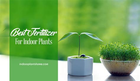 The store will not work correctly in the case when cookies are disabled. Best Fertilizers For Indoor Plants - Reviews of 2020 ...