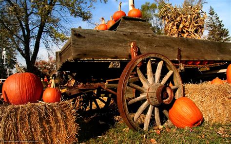 Pumpkin Wallpaper And Screensavers Wallpapersafari