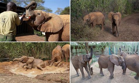 Orphaned Baby Elephant Learns Survival Skills At Wild Animal School