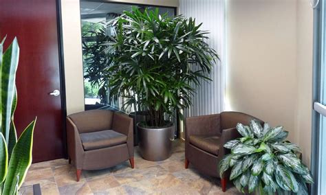 Types Of Amazing Office Plants Interior Plants Plant Office Design