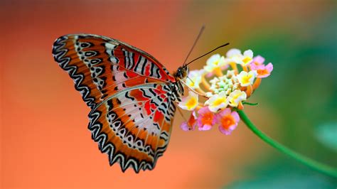 Butterfly Hd Wallpapers 1080p Hd