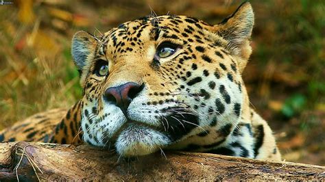 1600x900px Free Download Hd Wallpaper Jaguar Big Cute Wild Cat