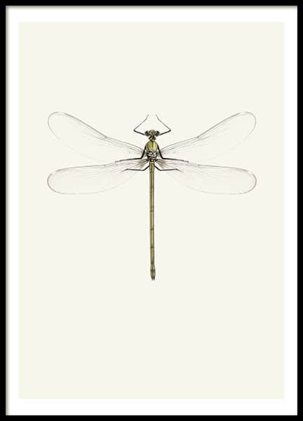 Posters En Prints Met Insecten Vintage Libel