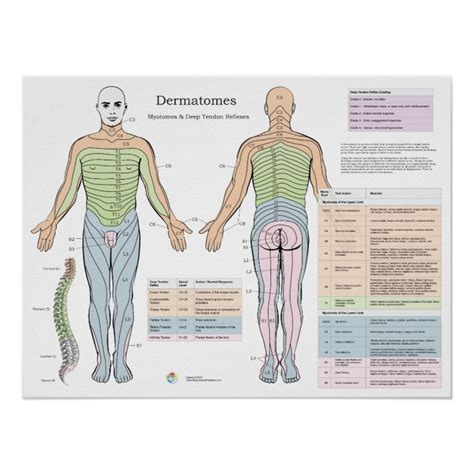 Free Dermatome Myotome Reflex Chart Dermatomes Chart And Map The Best