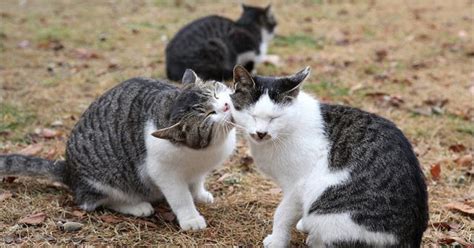 Maybe you would like to learn more about one of these? 49+ Gambar Kucing Cemburu