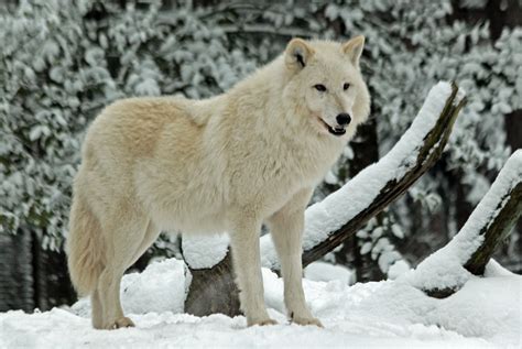 Polarwolf Winter Foto And Bild Tiere Zoo Wildpark And Falknerei