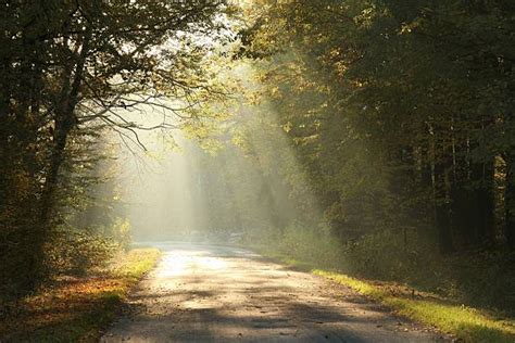362800 Sun Rays Through Trees Stock Photos Pictures And Royalty Free